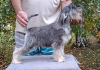 Foto №2 zu Ankündigung № 123325 zu verkaufen schnauzer - einkaufen Serbien 