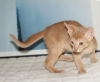 Zusätzliche Fotos: Abessinierkatzenjunge rehbraunes Kätzchen