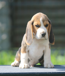 Zusätzliche Fotos: Schöner Junge. Beagle