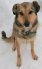 Foto №2 zu Ankündigung № 10393 zu verkaufen mischlingshund - einkaufen Russische Föderation quotient 	ankündigung