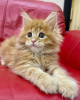 Foto №3. Mainecoon-Kätzchen zur kostenlosen Adoption. Deutschland