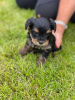 Foto №3. Teacup Yorkshire Terrier Welpe zur kostenlosen Adoption. Deutschland