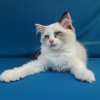 Foto №4. Ich werde verkaufen ragdoll-katze in der Stadt Wladiwostok. vom kindergarten, züchter - preis - verhandelt