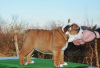 Foto №4. Ich werde verkaufen englische bulldogge in der Stadt Belgrad.  - preis - verhandelt