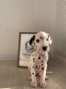 Foto №3. Gefleckte Dalmatiner aus dem Elite-Zwinger FULGRIM Dogs. Italien