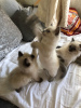 Zusätzliche Fotos: Gesunde Ragdoll-Kätzchen jetzt zur Adoption