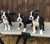 Foto №2 zu Ankündigung № 116873 zu verkaufen boston terrier - einkaufen Finnland quotient 	ankündigung