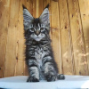 Foto №2 zu Ankündigung № 117294 zu verkaufen maine-coon-katze - einkaufen Schweiz quotient 	ankündigung