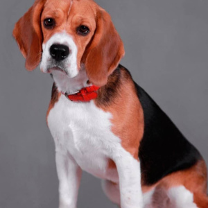 Zusätzliche Fotos: Ich werde Beagle-Welpen verkaufen