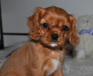 Foto №4. Ich werde verkaufen cavalier king charles spaniel in der Stadt Ryazan. vom kindergarten - preis - Verhandelt