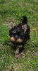 Foto №2 zu Ankündigung № 109098 zu verkaufen yorkshire terrier - einkaufen Deutschland quotient 	ankündigung, züchter