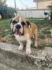 Foto №4. Ich werde verkaufen englische bulldogge in der Stadt Belgrad. züchter - preis - verhandelt