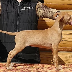 Foto №2 zu Ankündigung № 6435 zu verkaufen pharaonenhund - einkaufen Russische Föderation züchter