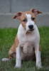 Zusätzliche Fotos: American Stafford Terrier TOP QUALITÄT