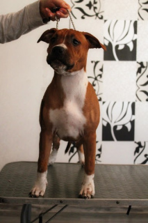 Foto №4. Ich werde verkaufen amerikanischer staffordshire terrier in der Stadt Vitebsk. vom kindergarten - preis - 286€