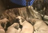 Foto №3. Mastiff Puppies for Sale. Deutschland