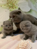 Foto №3. Gesunde, zu Hause ausgebildete Scottish Fold-Kätzchen stehen jetzt zum Verkauf. Deutschland