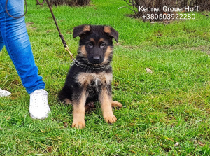 Foto №2 zu Ankündigung № 4832 zu verkaufen deutscher schäferhund - einkaufen Ukraine vom kindergarten
