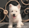 Zusätzliche Fotos: West Highland White Terrier Welpe weiblich