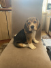 Foto №1. beagle - zum Verkauf in der Stadt Gomel | 339€ | Ankündigung № 51563