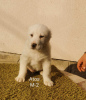 Zusätzliche Fotos: Zentralasien-Schäferhund-Welpen