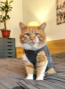 Zusätzliche Fotos: Die Katze Ryzhik sucht ein Zuhause
