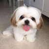 Foto №4. Ich werde verkaufen shih tzu in der Stadt Фокино.  - preis - 300€