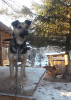 Foto №1. mischlingshund - zum Verkauf in der Stadt Краснокамск | Frei | Ankündigung № 9009