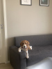 Foto №1. Paarung Service - züchten: beagle. Preis - Frei