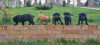 Zusätzliche Fotos: Südafrikanischer Mastiff - Boerboel