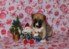 Zusätzliche Fotos: Amerikanische Staffordshire-Terrier-Welpen