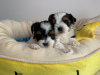 Foto №2 zu Ankündigung № 95009 zu verkaufen yorkshire terrier - einkaufen Niederlande quotient 	ankündigung
