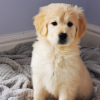 Foto №2 zu Ankündigung № 99655 zu verkaufen golden retriever - einkaufen Deutschland quotient 	ankündigung, vom kindergarten