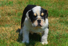 Foto №2 zu Ankündigung № 109104 zu verkaufen englische bulldogge - einkaufen Deutschland quotient 	ankündigung, züchter