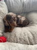 Foto №3. Pra Clear Dachshund Welpen. Frankreich