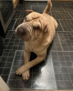 Foto №1. shar-pei - zum Verkauf in der Stadt Mailand | 350€ | Ankündigung № 110902