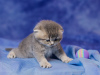 Zusätzliche Fotos: Schottische Kätzchen zu verkaufen