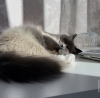 Foto №1. ragdoll-katze - zum Verkauf in der Stadt Berlin | 600€ | Ankündigung № 101775