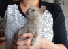 Zusätzliche Fotos: Die Britisch Kurzhaar Kätzchen