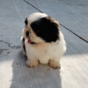 Foto №3. Adorable Male And Female Shih Tzu Puppies. USA