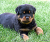 Foto №2 zu Ankündigung № 101210 zu verkaufen rottweiler - einkaufen Deutschland quotient 	ankündigung, züchter