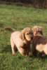 Foto №3. GOLDEN RETRIEVER amerikanischer Typ, amerikanische Linie,. Polen