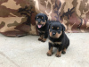 Foto №2 zu Ankündigung № 104675 zu verkaufen rottweiler - einkaufen Australien quotient 	ankündigung