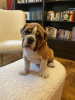 Foto №2 zu Ankündigung № 108330 zu verkaufen englische bulldogge - einkaufen Serbien 