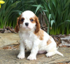 Foto №1. cavalier king charles spaniel - zum Verkauf in der Stadt Штутгарт | Frei | Ankündigung № 123920