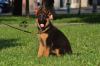 Zusätzliche Fotos: TSARI & GRANT Deutscher Schäferhund-Zwinger bietet Welpen an