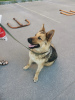 Foto №4. Ich werde verkaufen mischlingshund in der Stadt Ryazan. quotient 	ankündigung - preis - Frei