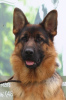 Foto №2 zu Ankündigung № 9628 zu verkaufen deutscher schäferhund - einkaufen Russische Föderation züchter