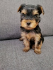 Foto №1. biewer terrier, yorkshire terrier - zum Verkauf in der Stadt Vilnius | 450€ | Ankündigung № 73047