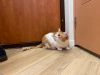 Foto №3. Die bezaubernde rote Katze Bonechka sucht ein Zuhause und eine liebevolle. Weißrussland